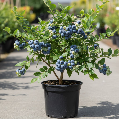 Голубика высокорослая Бонус купить во Владимире