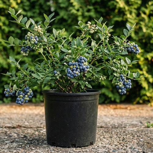 Голубика высокорослая Чантиклир купить во Владимире