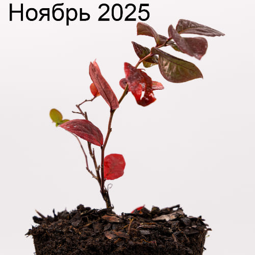 Голубика высокорослая Чантиклир купить во Владимире