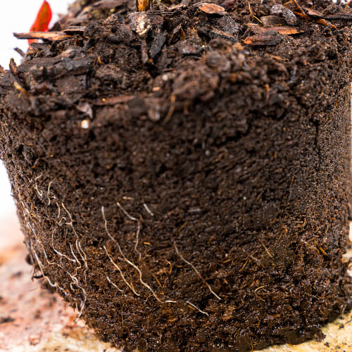 Голубика высокорослая Чантиклир купить во Владимире