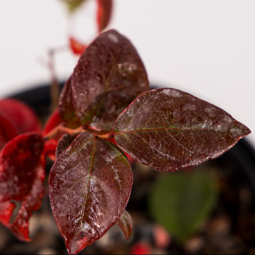 Голубика высокорослая Чантиклир купить во Владимире