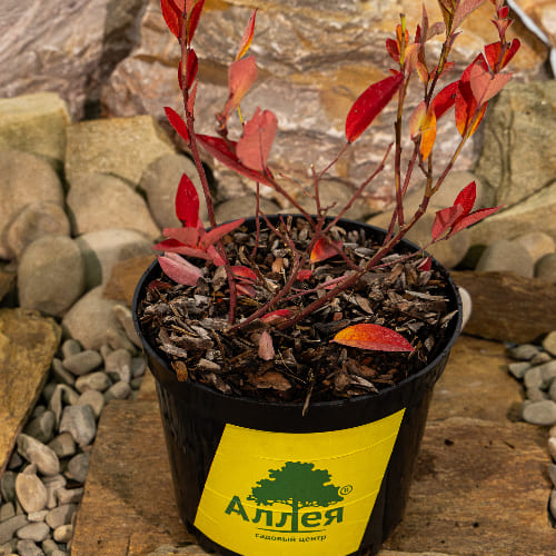 Голубика высокорослая Дэнис Блю купить в Нижнем Новгороде