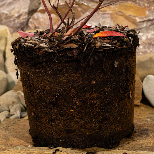 Голубика высокорослая Дэнис Блю купить в Нижнем Новгороде