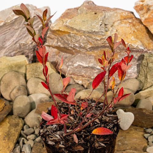 Голубика высокорослая Дэнис Блю купить в Нижнем Новгороде