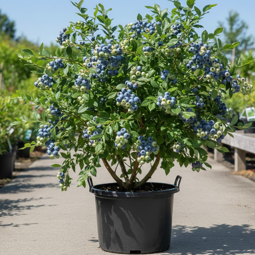 Голубика высокорослая Нельсон купить во Владимире