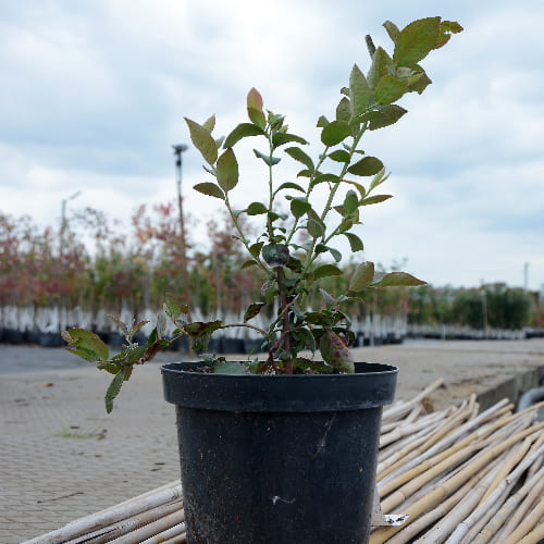 Голубика высокорослая Нельсон купить во Владимире