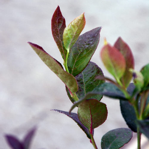 Голубика высокорослая Нельсон купить во Владимире