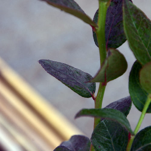 Голубика высокорослая Нельсон купить во Владимире