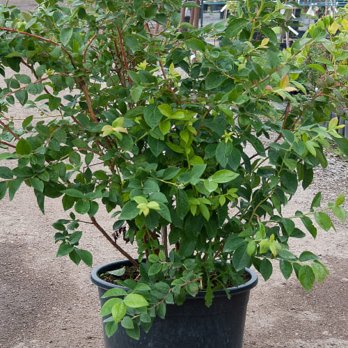 Голубика высокорослая Патриот купить в Нижнем Новгороде