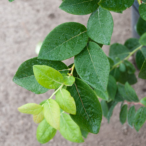 Голубика высокорослая Патриот купить в Нижнем Новгороде