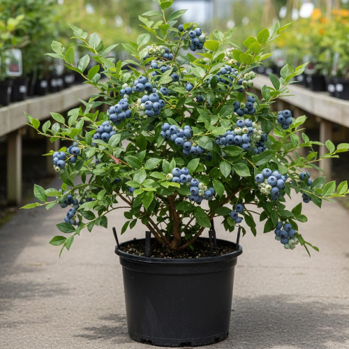 Голубика высокорослая Сиерра купить во Владимире