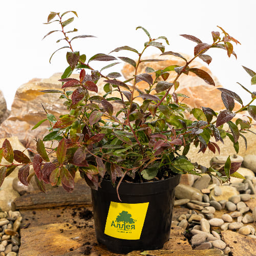 Голубика низкорослая Норд Кантри купить в Нижнем Новгороде