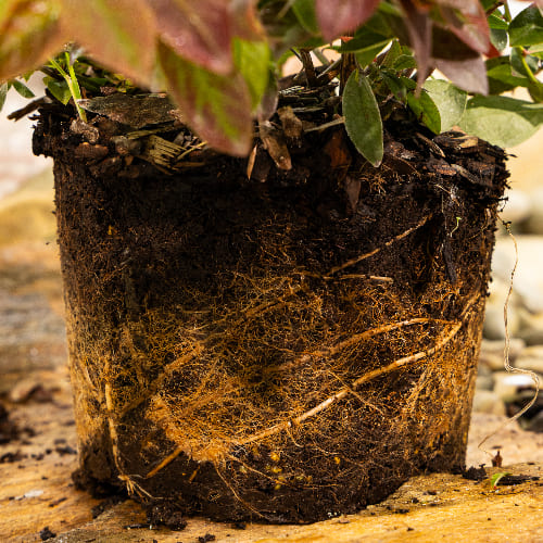 Голубика низкорослая Норд Кантри купить в Нижнем Новгороде