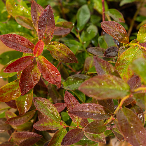 Голубика низкорослая Норд Кантри купить в Нижнем Новгороде