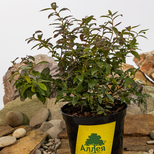 Голубика низкорослая Норд Кантри купить в Нижнем Новгороде