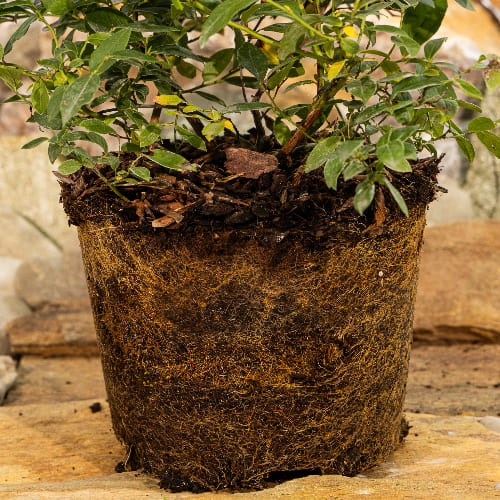 Голубика низкорослая Норд Кантри купить в Нижнем Новгороде