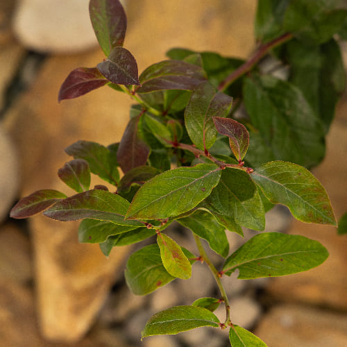 Голубика низкорослая Норд Кантри купить в Нижнем Новгороде