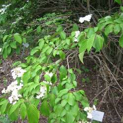 Калина складчатая Ланарт купить в Нижнем Новгороде