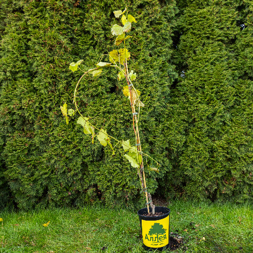 Виноград Августин купить во Владимире