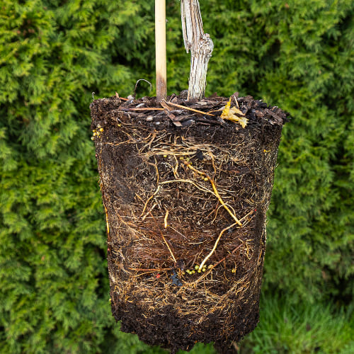 Виноград Августин купить во Владимире