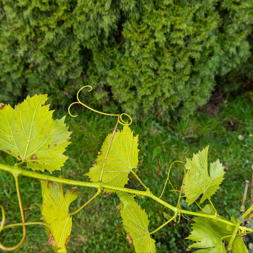 Виноград Августин купить во Владимире
