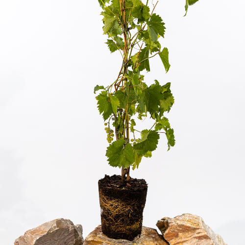 Виноград Бианка купить во Владимире