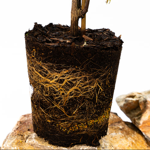 Виноград Бианка купить во Владимире