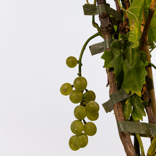 Виноград Бианка купить во Владимире