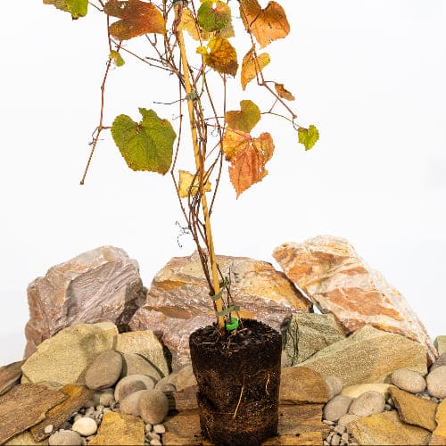 Виноград неукрывной Первенец Амура купить в Нижнем Новгороде