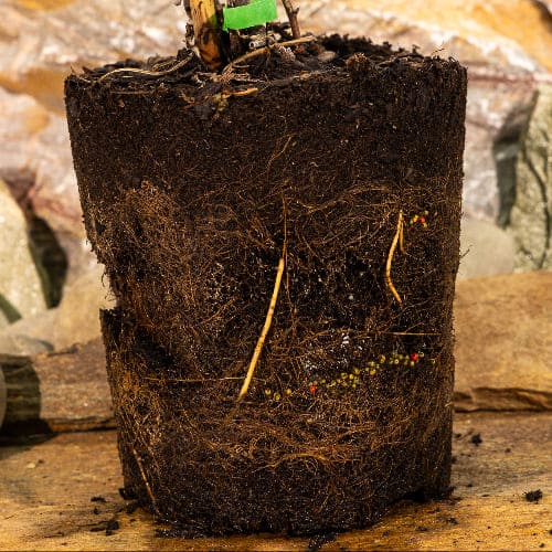 Виноград неукрывной Первенец Амура купить в Нижнем Новгороде