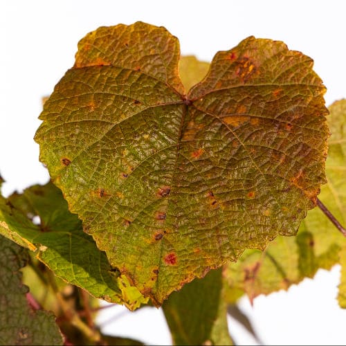 Виноград неукрывной Первенец Амура купить в Нижнем Новгороде