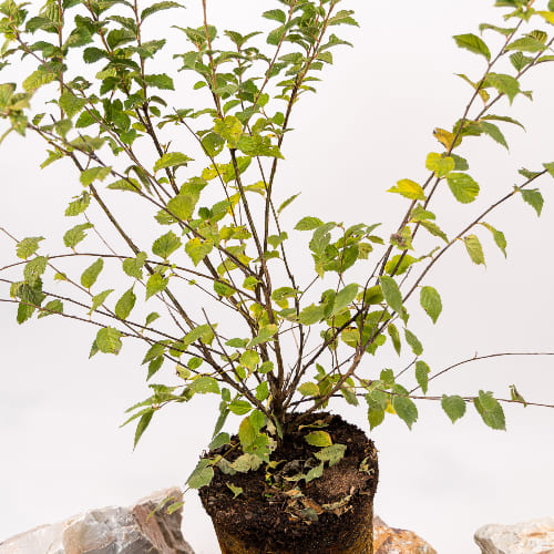 Вишня Войлочная купить во Владимире