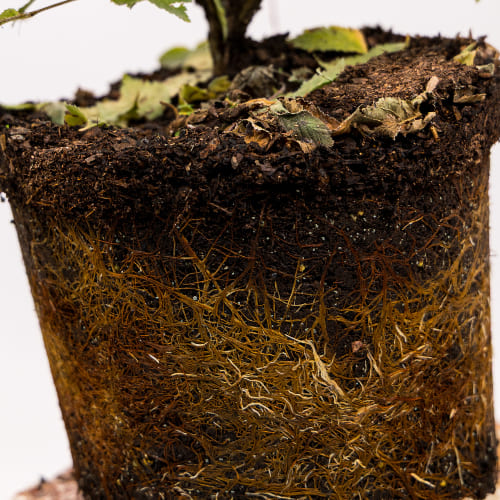 Вишня Войлочная купить во Владимире