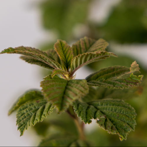 Вишня Войлочная купить во Владимире