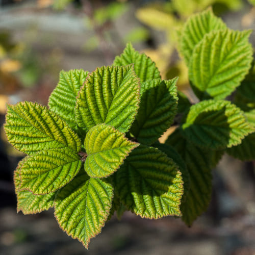 Вишня Войлочная купить во Владимире