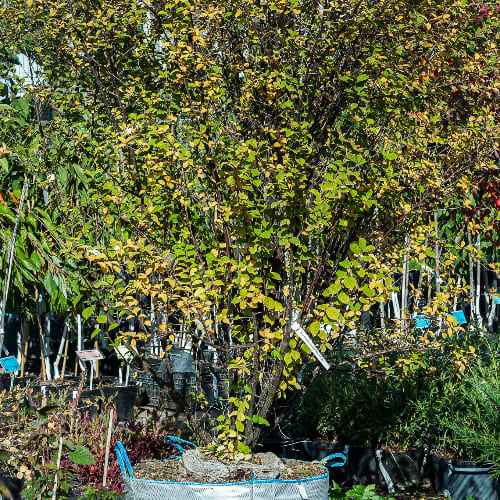 Вишня Войлочная купить во Владимире