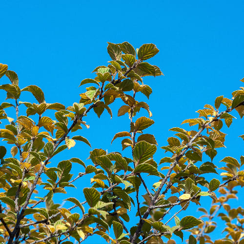 Вишня Войлочная купить во Владимире
