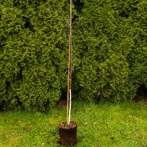 Вишня Войлочная купить во Владимире