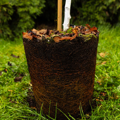 Вишня Войлочная купить во Владимире