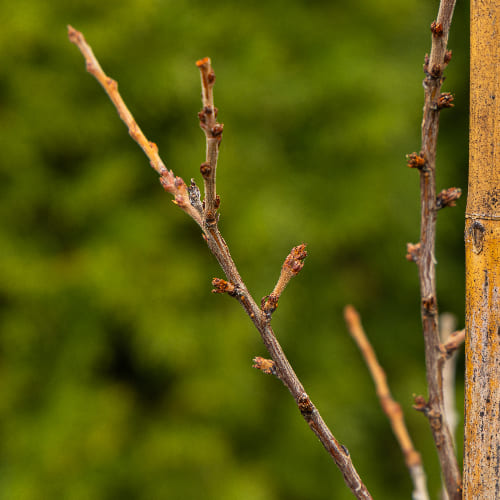 Вишня Войлочная купить во Владимире