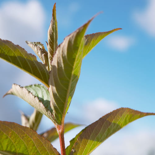 Вейгела гибридная Бристоль Руби купить во Владимире