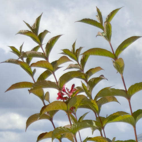 Вейгела гибридная Бристоль Руби купить во Владимире