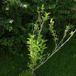 Вейгела гибридная розовая купить в Нижнем Новгороде