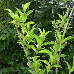 Вейгела гибридная розовая купить в Нижнем Новгороде