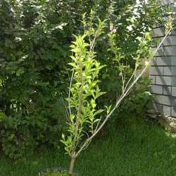 Вейгела гибридная розовая купить в Нижнем Новгороде