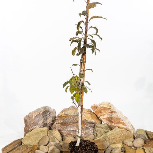 Яблоня Аксёна купить во Владимире