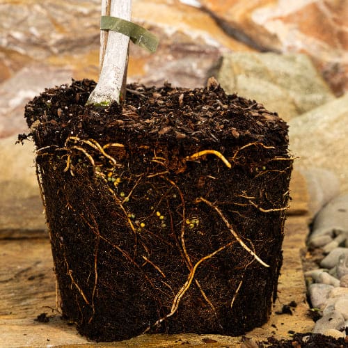 Яблоня Аксёна купить во Владимире