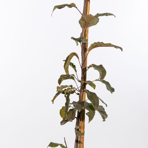 Яблоня Аксёна купить во Владимире