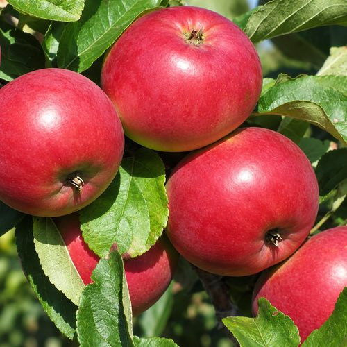 Яблоня Алеся купить в Ульяновске