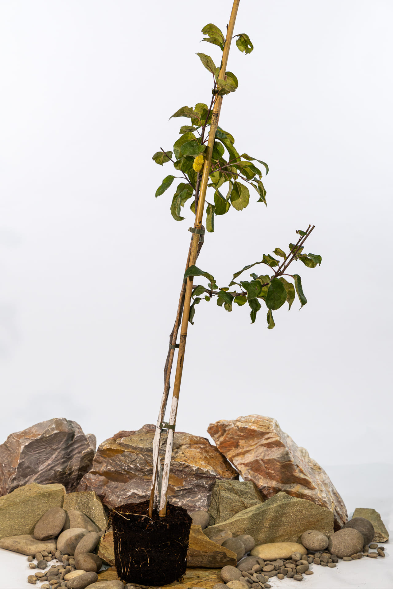 Яблоня Антоновка десертная купить во Владимире